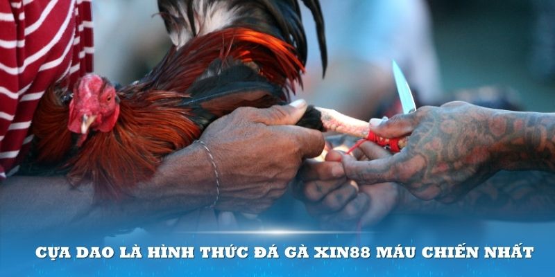 Cựa dao là hình thức đá gà XIN88 máu chiến nhất