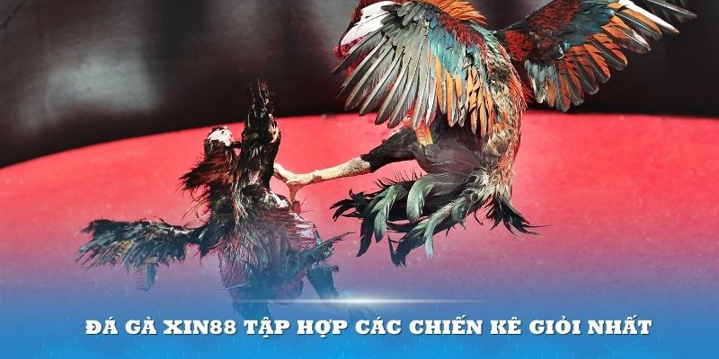 Đá gà XIN88 tập hợp các chiến kê giỏi nhất