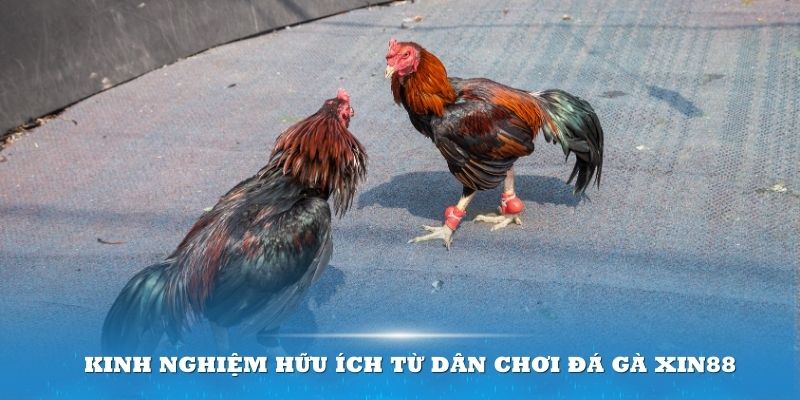 Kinh nghiệm hữu ích từ dân chơi đá gà XIN88