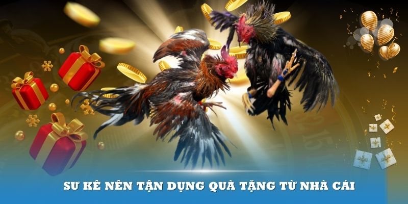 Sư kê nên tận dụng quà tặng từ nhà cái